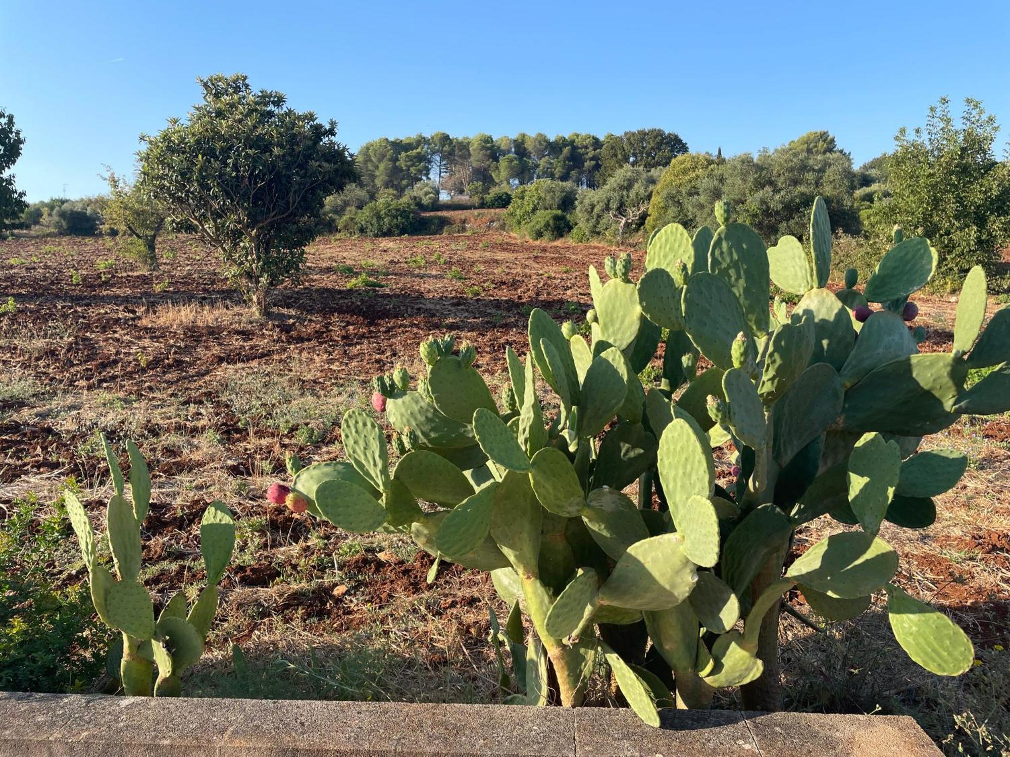 Willa Trulli Del Sole Martina Franca Zewnętrze zdjęcie