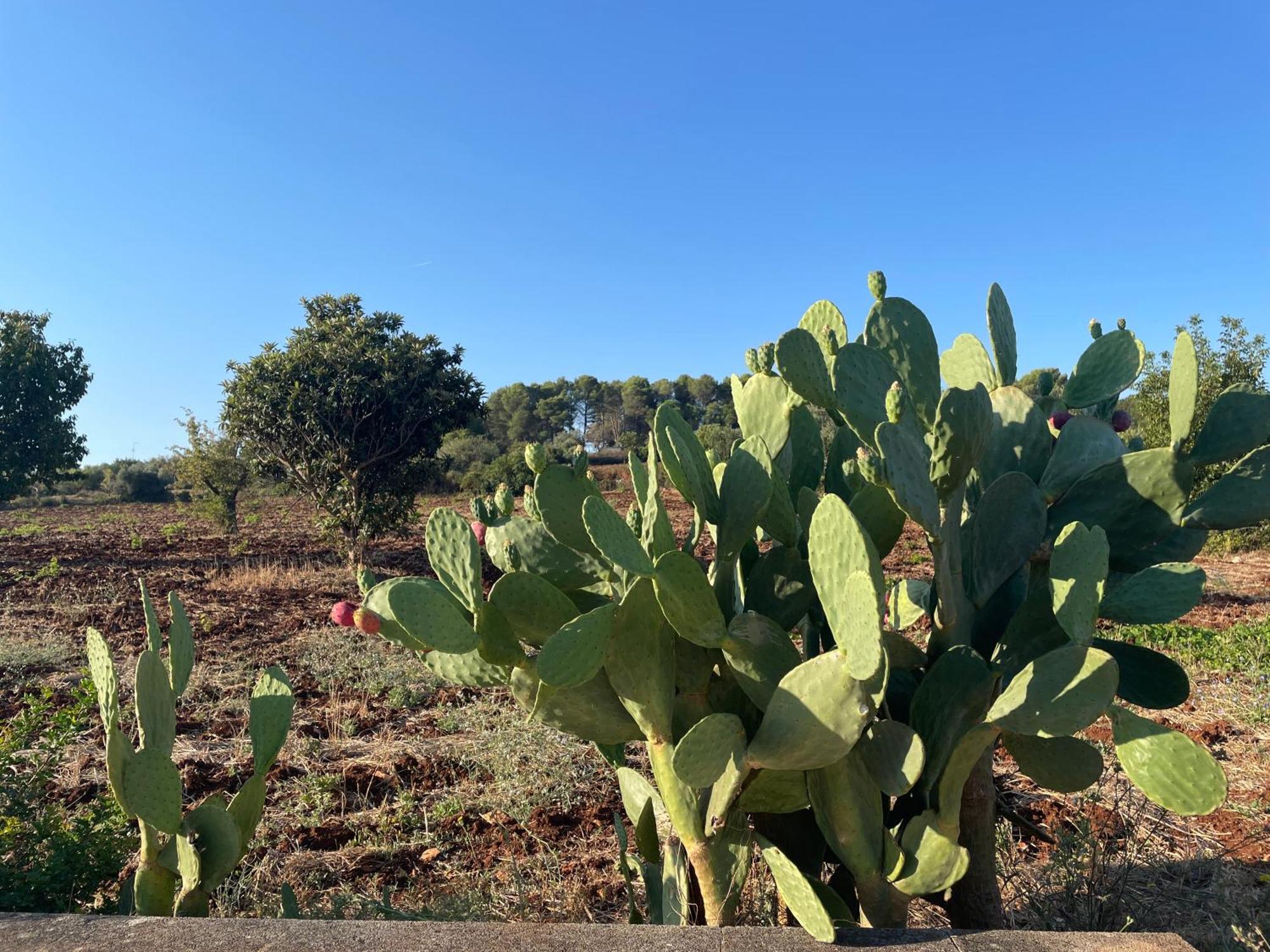 Willa Trulli Del Sole Martina Franca Zewnętrze zdjęcie