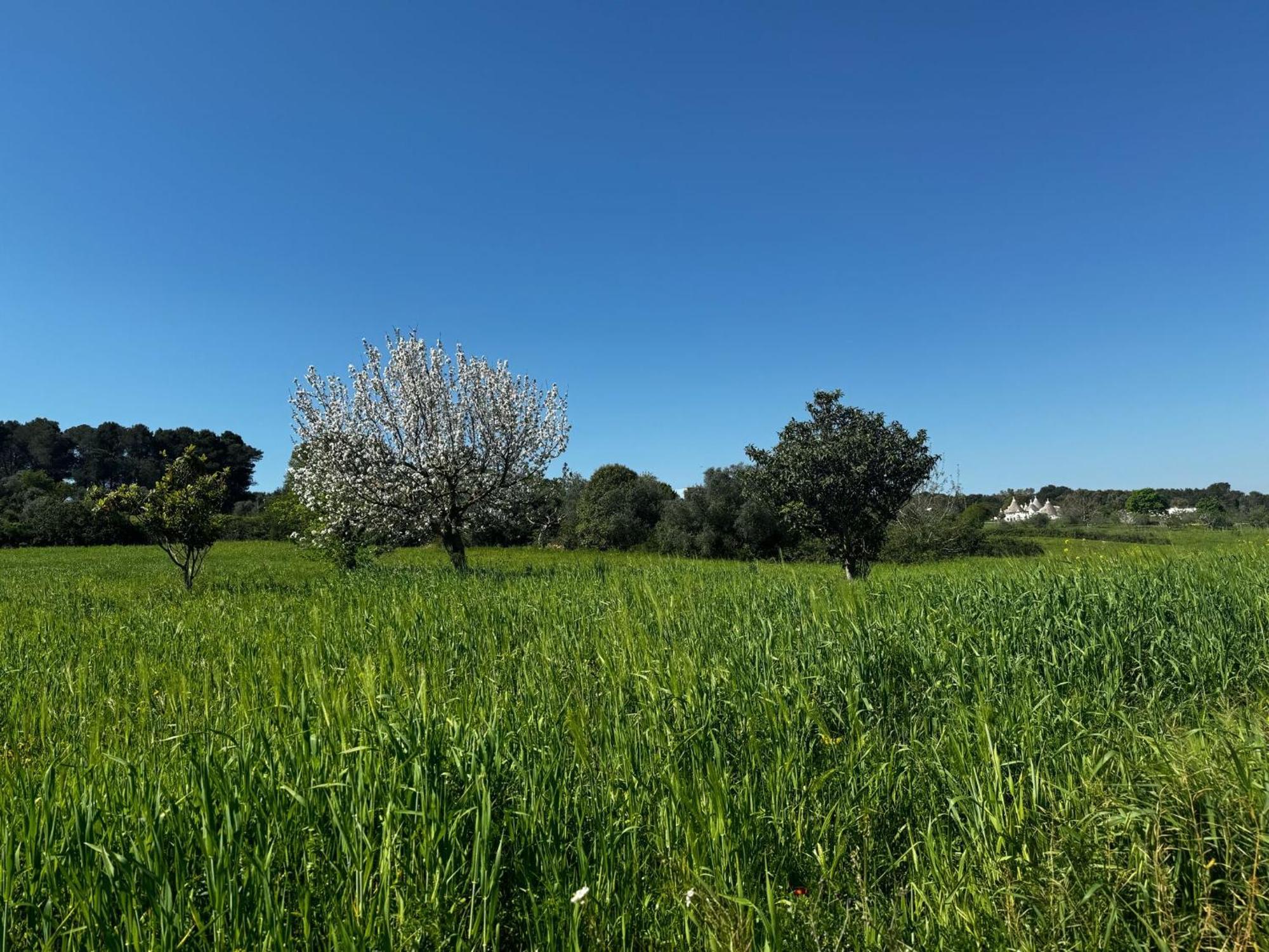 Willa Trulli Del Sole Martina Franca Zewnętrze zdjęcie